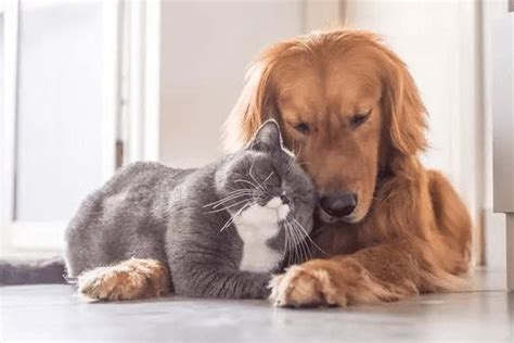 猫和狗阿比西尼亚的小猫金毛看的权利图片-包图网企业站