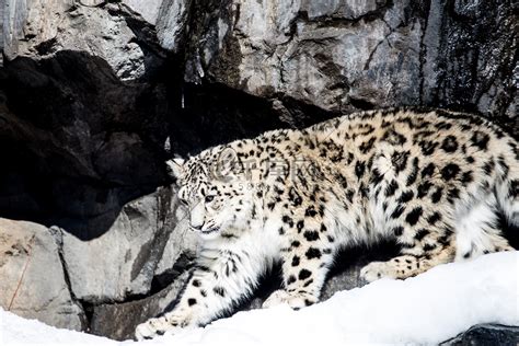 美丽的雪豹高清摄影大图-千库网