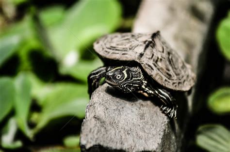 水边石头一只乌龟高清图片下载_红动中国