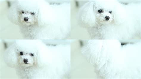白色泰迪犬,宠物,宠物,动物摄影,摄影素材,汇图网www.huitu.com