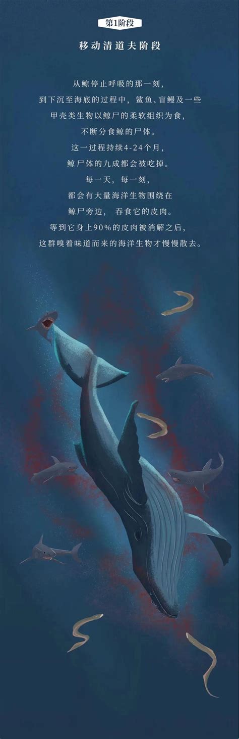 深海鲸落,动漫,壁纸(第2页)_大山谷图库