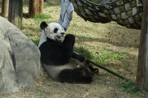 旅美大熊猫现状曝光，瘦骨嶙峋宛如“干尸”，官方回应：正常现象