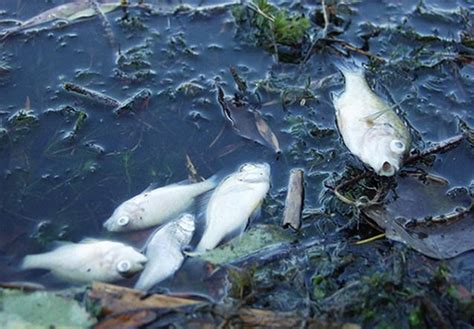 海洋被核污染过的鱼，还能吃吗？会不会对人体带来危害_腾讯视频