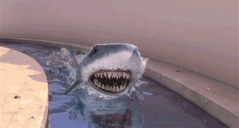 【科普】假如在大海上遇到了大鲨鱼该怎么，这几个小技巧能保护你