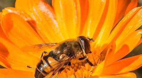 蜜蜂在家筑巢是什么征兆，蜜蜂巢搭在家里是好是坏|admin_人人点