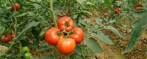 番茄种植技术和管理技术 —【发财农业网】