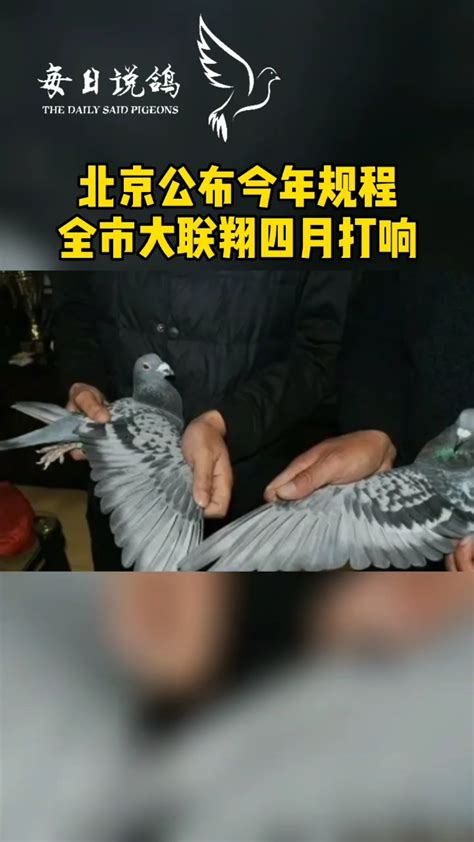 每日说鸽 - 鸽友圈 - 中国信鸽信息网