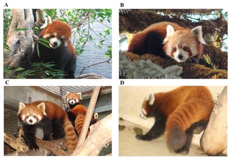 小熊猫和浣熊的区别：毛色区别最大(三个方面不同)_奇趣解密网