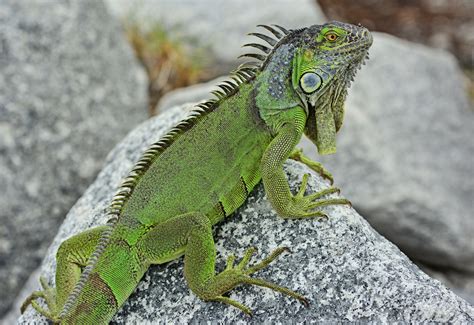 Leguan Foto & Bild | tiere, wildlife, amphibien & reptilien Bilder auf ...