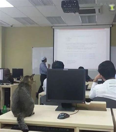猫咪在大学的课堂上旁听老师讲课 学霸的心最终被学渣的身体打败