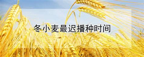 驻马店数万亩小麦倒伏，河南局部仍有雷阵雨，建议抓紧麦收夏种！ 现在已经是小麦要收割的时候了
