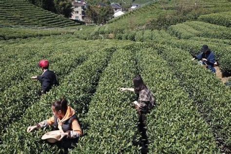绿茶哪种口感比较好，西湖龙井、碧螺春、信阳毛尖- 茶文化网