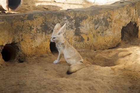 非洲人耳廓狐大朵沙漠狐狸Vulpeszerda坐在动物园里泽达高清图片下载-正版图片307562811-摄图网