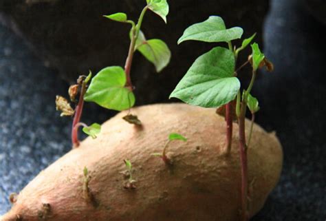 红薯“发芽”了，切下来埋“花盆”里，比绿萝漂亮，还能掐叶吃