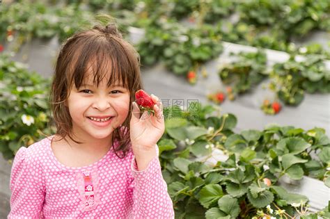 种植在农场果园温室中的甜瓜植物高清图片下载-正版图片504331521-摄图网