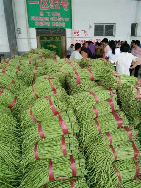 河北邯郸长豆角大量上市，本人专业代收_豆角价格行情_蔬菜商情网