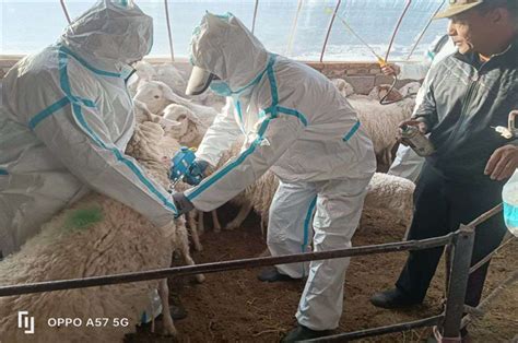 镇安县畜牧兽医中心多措并举开展春季重大动物疫病防控工作-镇安县人民政府