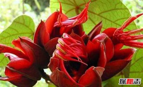 世界上花语最恐怖又邪恶的十大花卉