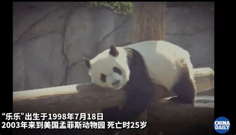 旅美大熊猫离世 驻美使馆回应：将开展大熊猫死亡原因调查|旅美|大熊猫-社会资讯-川北在线