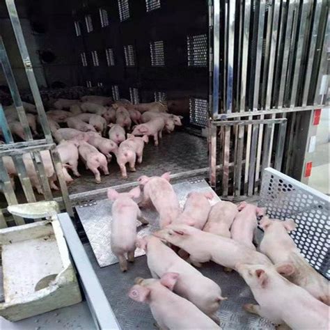 猪品种介绍——华中两头乌猪_母猪
