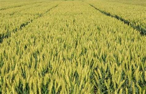 美国小麦亩产能有多少斤？和中国小麦亩产相比，哪国农民更赚钱？ - 知乎