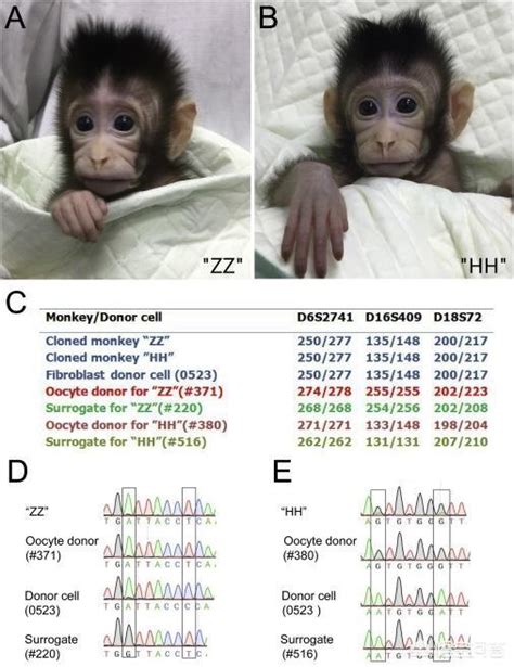 中国科学家克隆猴子的意义！