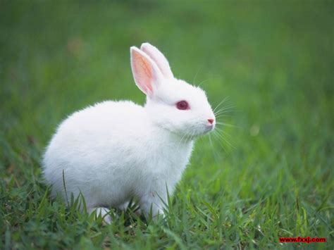 你了解兔子这种动物吗？ - 兔子百科