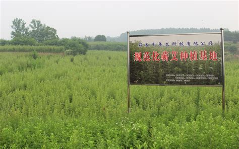 福鼎市金地方合作社：发展竹柳种植 打造“森林银行” - 福鼎新闻网