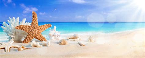 迷人的海滩背景图片-热带海滩上的贝类素材-高清图片-摄影照片-寻图免费打包下载