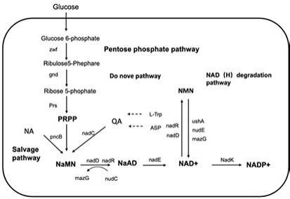 在光合作用中NADP＋与NADPH可相互转化(如图1)。为探究外界因素对植物绿叶中NADP＋含量的影响，取某双子叶植物小圆叶片等量分为3组 ...