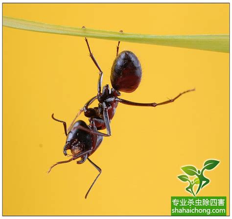 世界上最凶的10种蚂蚁排名，“子弹蚁”实至名归_巴拉排行榜