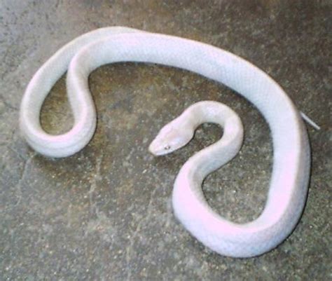 梦见一条白蛇什么征兆 - 业百科