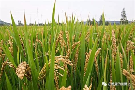 玉米专用口肥供应商、吉林玉米专用口肥生产商 - 吉林省扶余化工有限责任公司