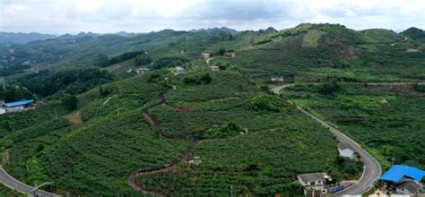 贵州修文猕猴桃种植基地：“小果子”做成“大产业”-行业动态-中国猕猴桃网