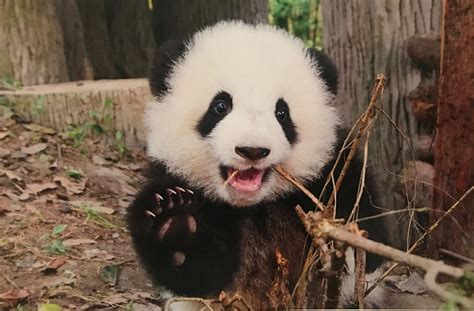 熊猫 - 高清图片，堆糖，美图壁纸兴趣社区