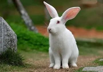 有关可爱白兔的作文精选范例（《我可爱的小白兔》）-我爱育娃