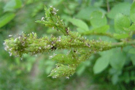 月季的蚜虫危害及防治方法-月季养护-藤本月季网