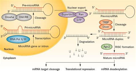 miRNA expression, miRNA target, miRNA array | 易锦生物