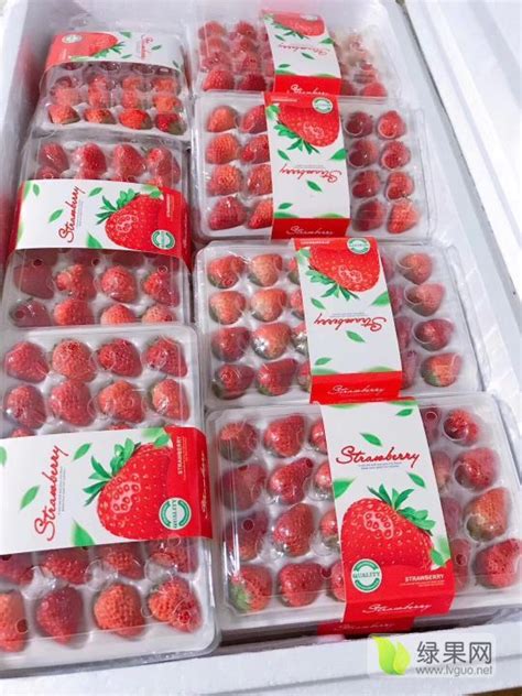 正宗丹东99牛奶草莓，产地直供 - 草莓价格网