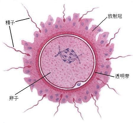 今日《科学》：中国科学家揭示精子发育过程重要机制|翻译|中国科学家_新浪新闻