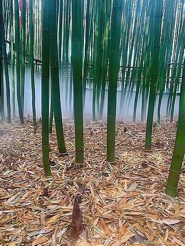 我国发展竹产业的资源优势和市场前景_桃花江竹材
