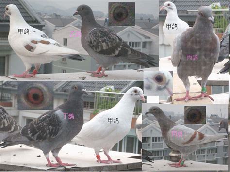 鸽子分辨公母的5个方法_腾讯视频
