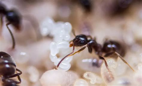 世界上最大的蚂蚁(体长可达3.7厘米，且力大无穷)-风水人