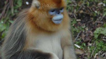 峨眉山的猕猴令人讨厌,金丝猴惹人喜爱,真实原因竟是因为这个|金丝猴|猕猴|峨眉山_新浪新闻