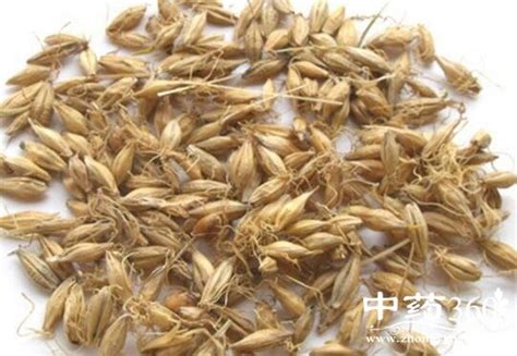 大麦芽与小麦芽的区别-大麦芽与小麦芽的区别,大麦芽,与,小,麦芽,区别 - 早旭阅读