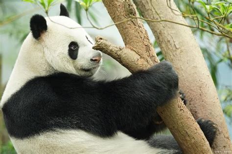 大熊猫的看图写话,看图写话救大熊猫,二年级大熊猫看图写话(第7页)_大山谷图库