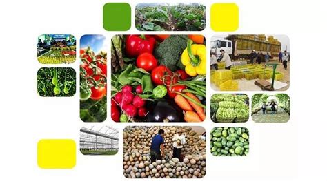 农产品品牌 | 天农尚品系列农产品品牌LOGO设计|平面|Logo|平面设计Mach - 原创作品 - 站酷 (ZCOOL)