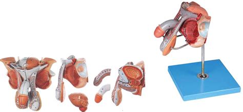 人体解剖-生殖系统系列 - 上海佳悦科教设备发展有限公司