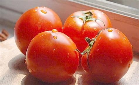 老品种西红柿种子哪有 西红柿的种植时间 - 农村致富网