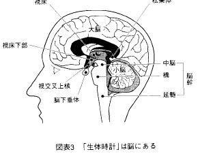 为什么说人类无法组装出一个细胞？ - 知乎